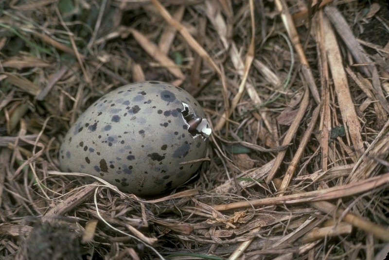 Glaucous-winged Gull chick hatching out from egg (Larus glaucescens) {!--수리갈매기-->; DISPLAY FULL IMAGE.