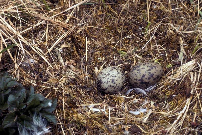 Glaucous-winged Gull eggs (Larus glaucescens) {!--수리갈매기-->; DISPLAY FULL IMAGE.