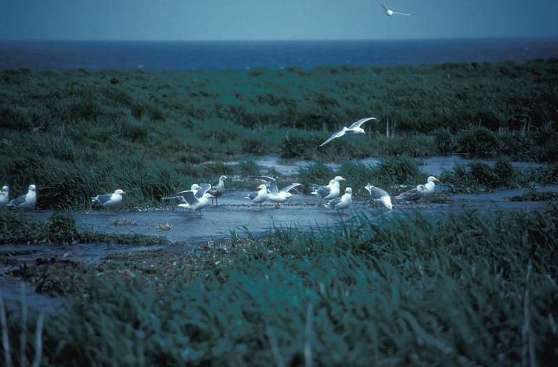 Glaucous-winged Gull flock (Larus glaucescens) {!--수리갈매기-->; DISPLAY FULL IMAGE.
