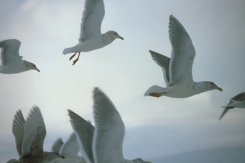 Glaucous-winged Gull flock flying (Larus glaucescens) {!--수리갈매기-->; DISPLAY FULL IMAGE.