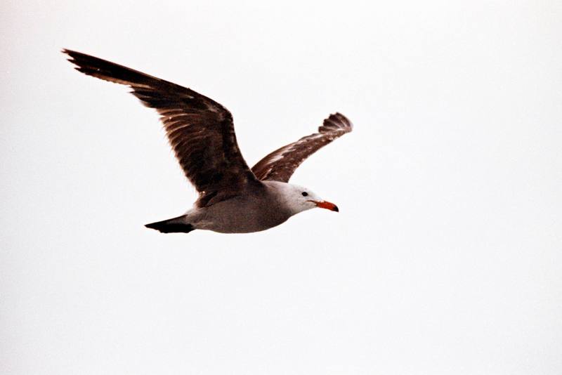 Heermann's Gull in flight (Larus heermanni) {!--붉은부리회색갈매기-->; DISPLAY FULL IMAGE.