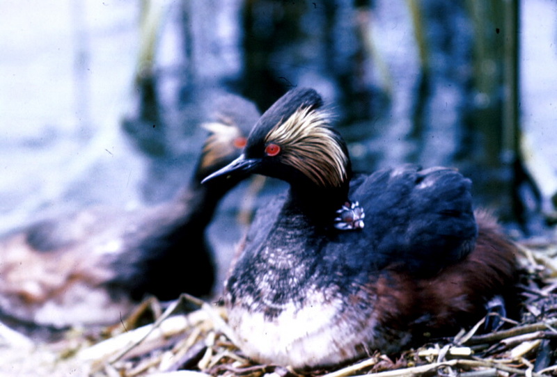 Black-necked Grebe (Podiceps nigricollis) {!--검은목논병아리-->; DISPLAY FULL IMAGE.