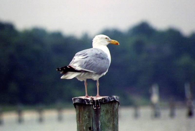 Herring Gull (Larus argentatus) {!--재갈매기-->; DISPLAY FULL IMAGE.