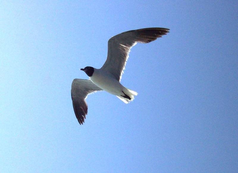 Laughing Gull in flight (Larus atricilla) {!--웃음갈매기-->; DISPLAY FULL IMAGE.