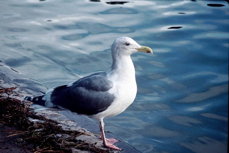 Western Gull (Larus occidentalis) {!--서부갈매기(북미)-->; DISPLAY FULL IMAGE.