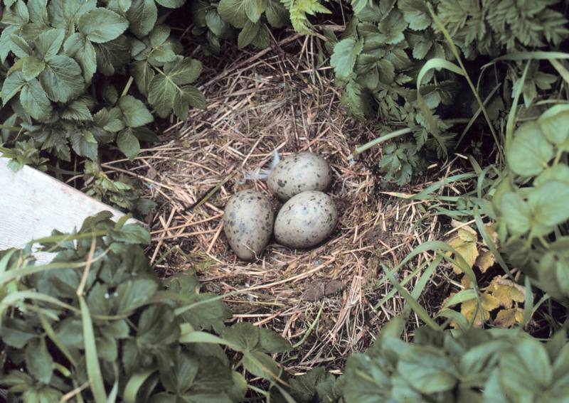 Gull eggs (Larus sp.) {!--갈매기류-->; DISPLAY FULL IMAGE.