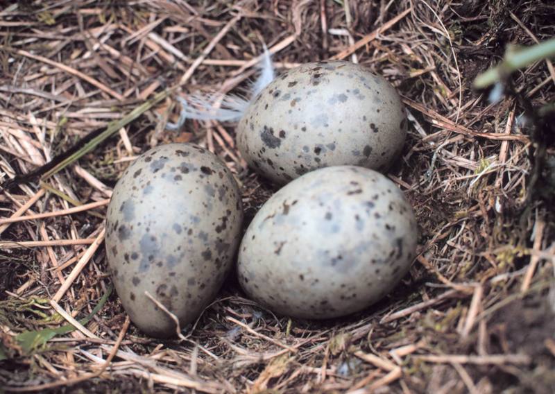 Gull eggs (Larus sp.) {!--갈매기류-->; DISPLAY FULL IMAGE.