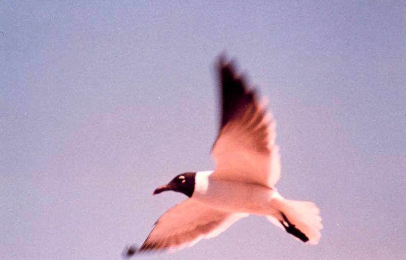 Gull in flight (Larus sp.) {!--갈매기류-->; DISPLAY FULL IMAGE.