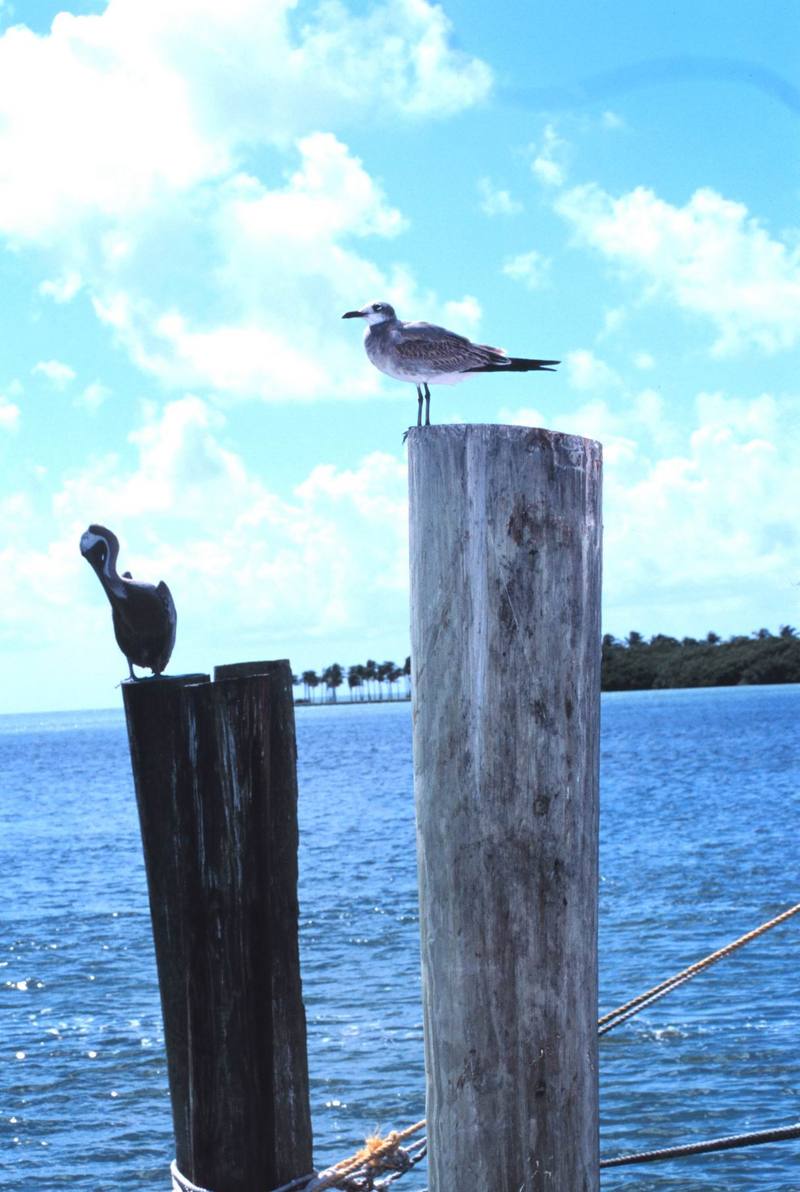 Pelican & Gull (Larus sp.) {!--갈매기류-->; DISPLAY FULL IMAGE.
