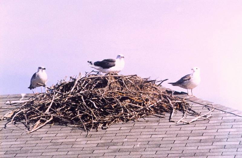 Gulls (Larus sp.) {!--갈매기류-->; DISPLAY FULL IMAGE.