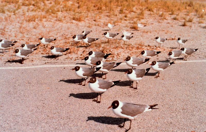 Gulls (Larus sp.) {!--갈매기류-->; DISPLAY FULL IMAGE.