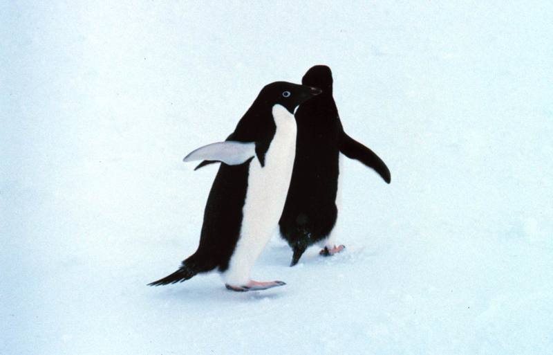 Adelie Penguin duo (Pygoscelis adeliae) {!--아델리펭귄-->; DISPLAY FULL IMAGE.