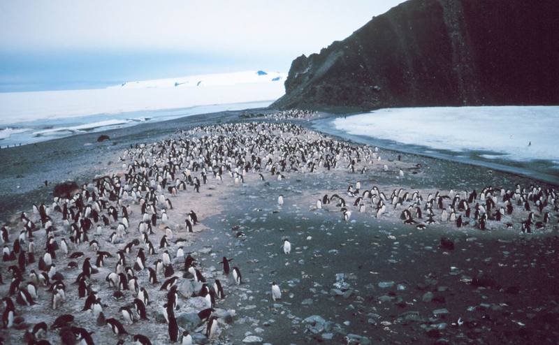 Adelie Penguin flock (Pygoscelis adeliae) {!--아델리펭귄-->; DISPLAY FULL IMAGE.