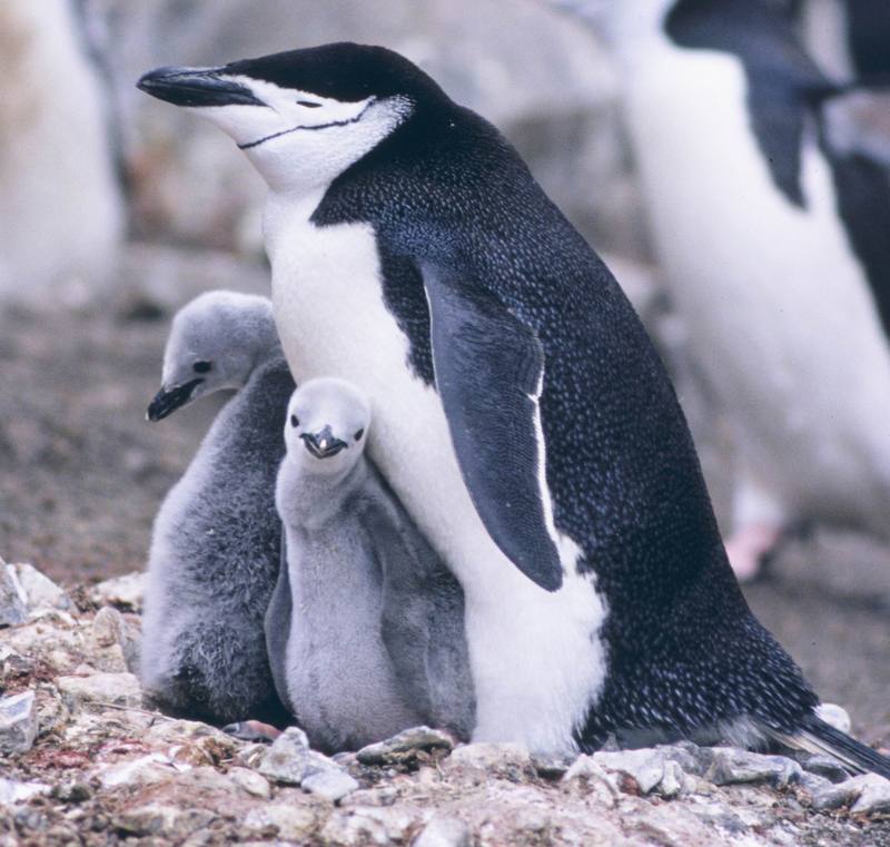 Chinstrap Penguin family (Pygoscelis antarctica) {!--고삐펭귄-->; DISPLAY FULL IMAGE.