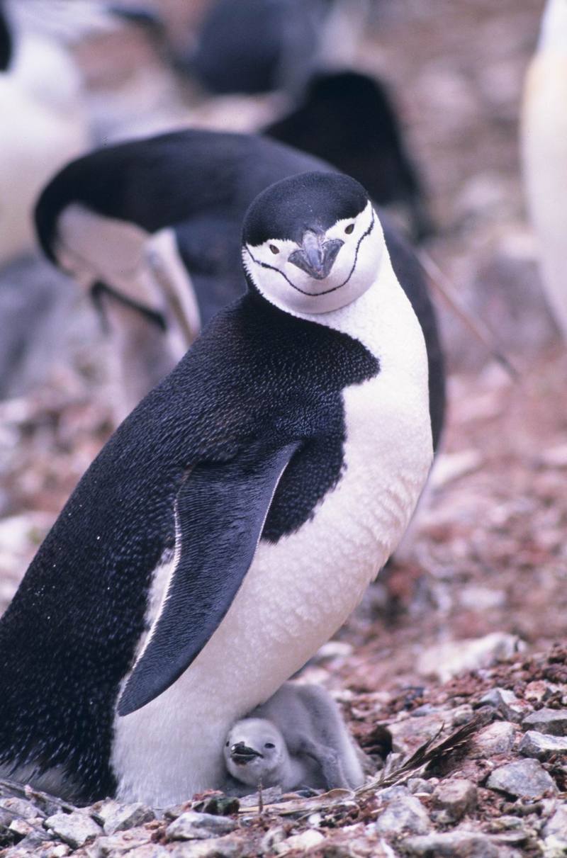 Chinstrap Penguin family (Pygoscelis antarctica) {!--고삐펭귄-->; DISPLAY FULL IMAGE.