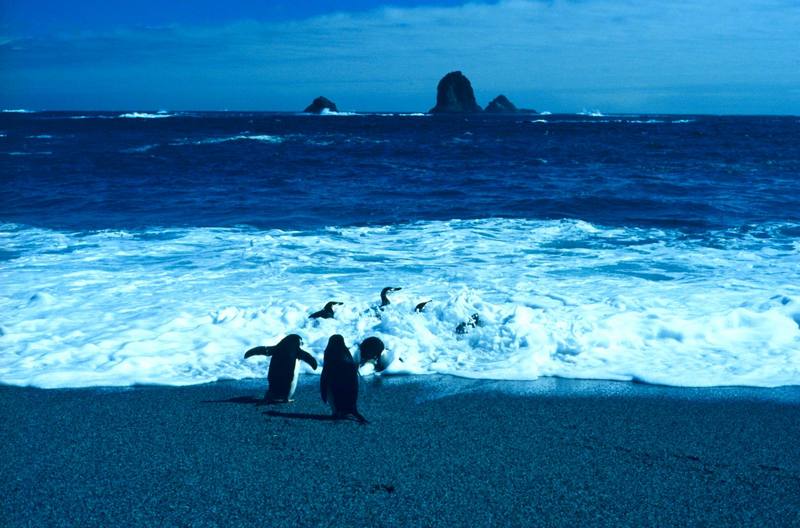 Chinstrap Penguin group surfing (Pygoscelis antarctica) {!--고삐펭귄-->; DISPLAY FULL IMAGE.