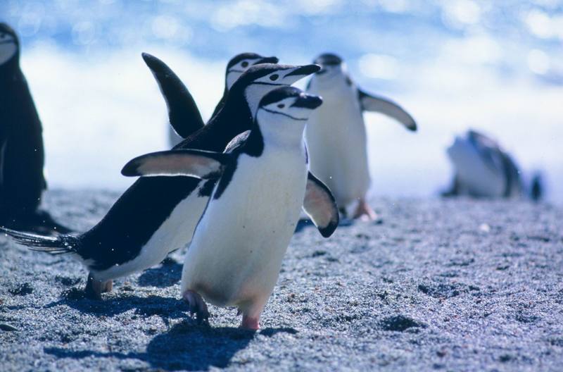 Chinstrap Penguin group waddling (Pygoscelis antarctica) {!--고삐펭귄-->; DISPLAY FULL IMAGE.
