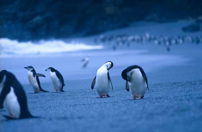 Chinstrap Penguin group (Pygoscelis antarctica) {!--고삐펭귄-->; DISPLAY FULL IMAGE.