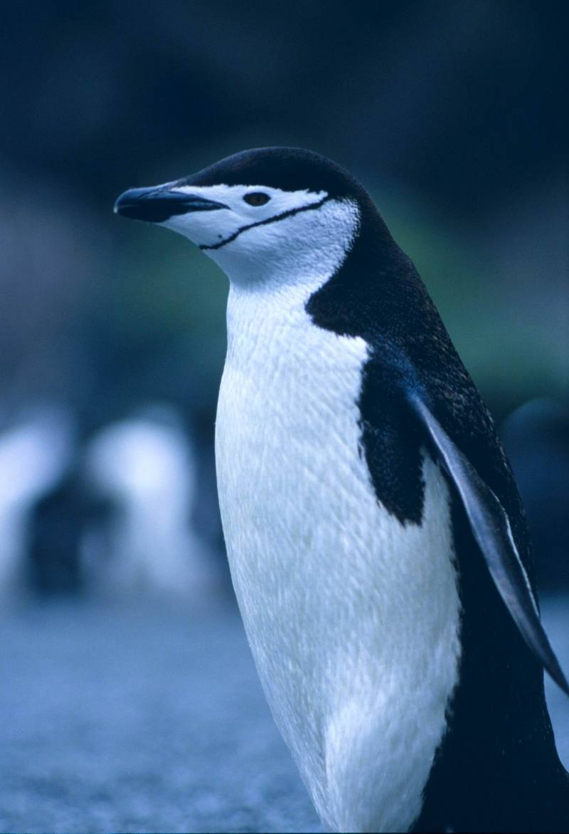 Chinstrap Penguin (Pygoscelis antarctica) {!--고삐펭귄-->; DISPLAY FULL IMAGE.