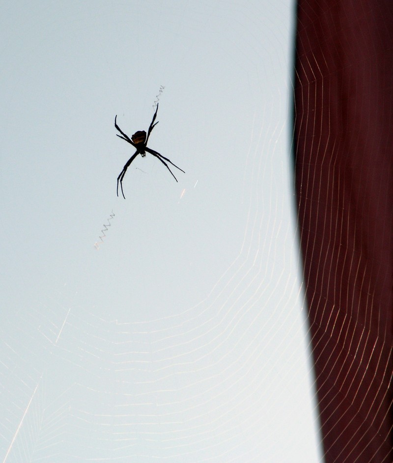 spider pic; DISPLAY FULL IMAGE.