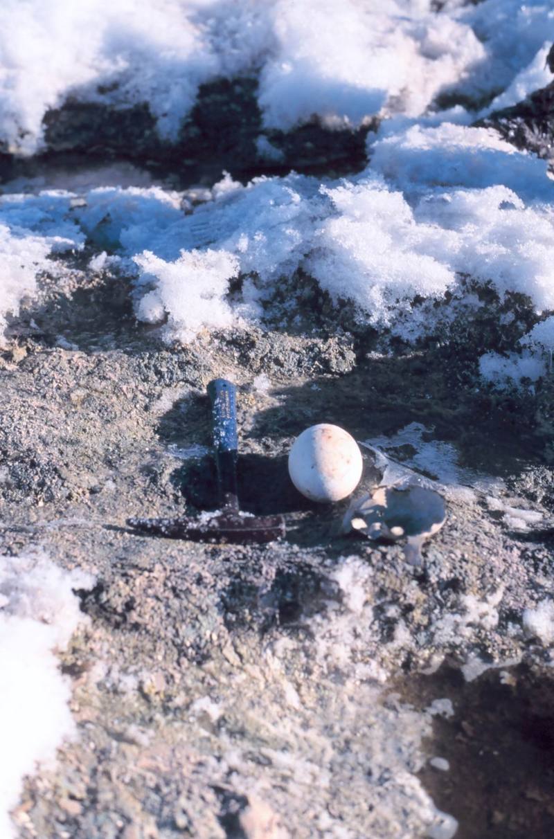 Emperor Penguin egg (Aptenodytes forsteri) {!--황제펭귄-->; DISPLAY FULL IMAGE.