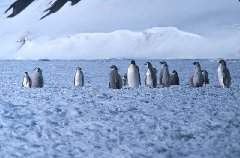 Emperor Penguins (Aptenodytes forsteri) {!--황제펭귄-->; DISPLAY FULL IMAGE.