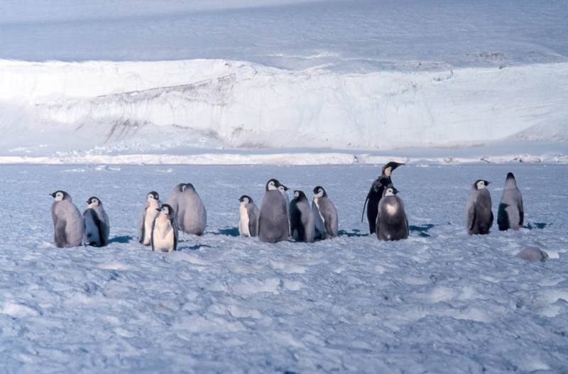 Emperor Penguins (Aptenodytes forsteri) {!--황제펭귄-->; DISPLAY FULL IMAGE.