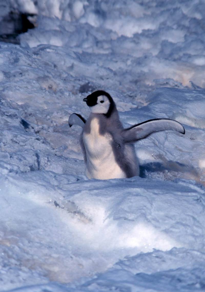 Emperor Penguin chick (Aptenodytes forsteri) {!--황제펭귄-->; DISPLAY FULL IMAGE.