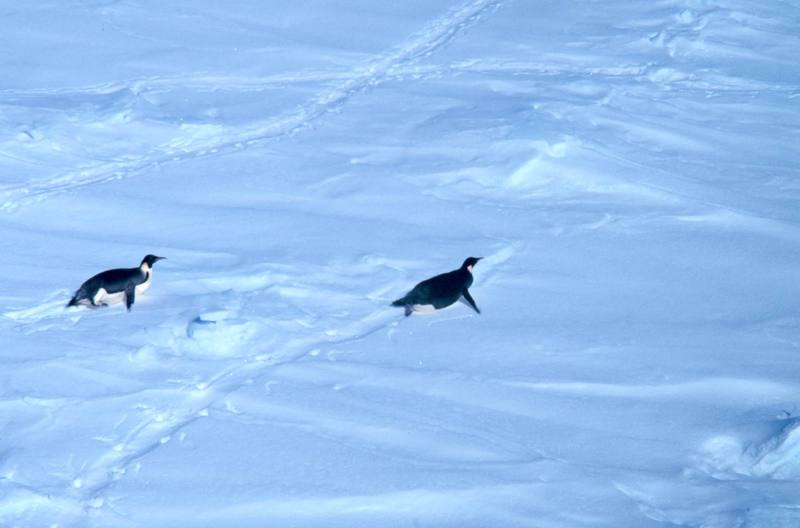 Emperor Penguins sliding on snow (Aptenodytes forsteri) {!--황제펭귄-->; DISPLAY FULL IMAGE.