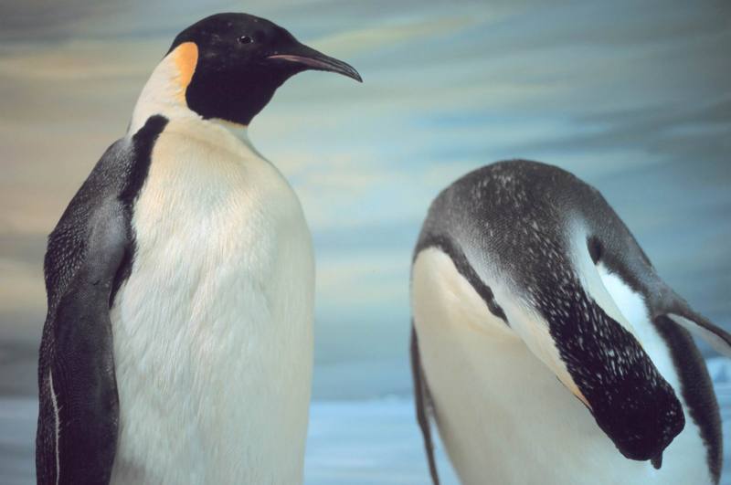 Emperor Penguins stuffed (Aptenodytes forsteri) {!--황제펭귄-->; DISPLAY FULL IMAGE.