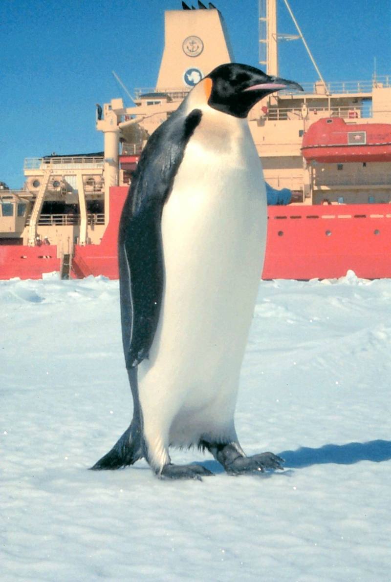 Emperor Penguin (Aptenodytes forsteri) {!--황제펭귄-->; DISPLAY FULL IMAGE.