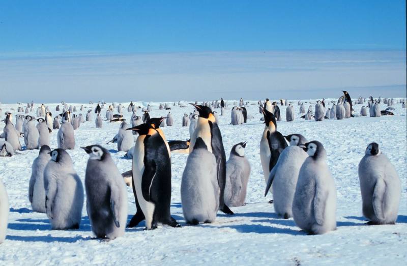 Emperor Penguin colony (Aptenodytes forsteri) {!--황제펭귄-->; DISPLAY FULL IMAGE.