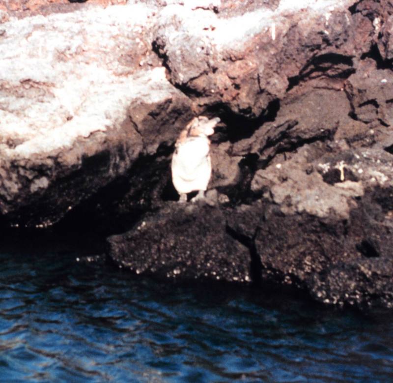 Galapagos Penguin (Spheniscus mendiculus) {!--갈라파고스펭귄-->; DISPLAY FULL IMAGE.