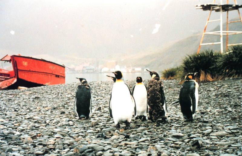 King Penguin group (Aptenodytes patagonicus) {!--임금펭귄-->; DISPLAY FULL IMAGE.
