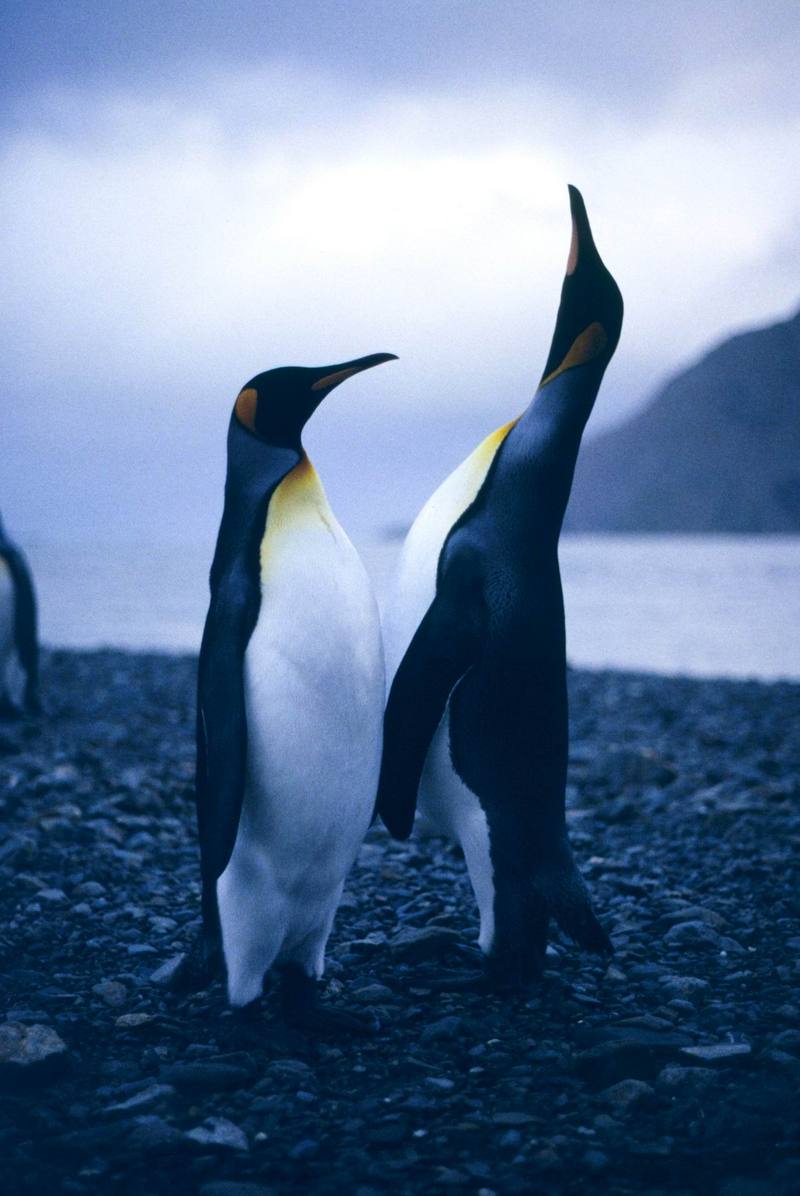 King Penguins (Aptenodytes patagonicus) {!--임금펭귄-->; DISPLAY FULL IMAGE.