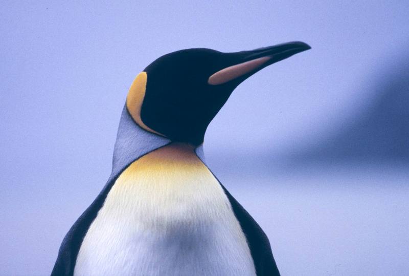 King Penguin (Aptenodytes patagonicus) {!--임금펭귄-->; DISPLAY FULL IMAGE.
