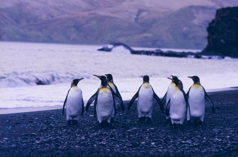 King Penguin flock (Aptenodytes patagonicus) {!--임금펭귄-->; DISPLAY FULL IMAGE.