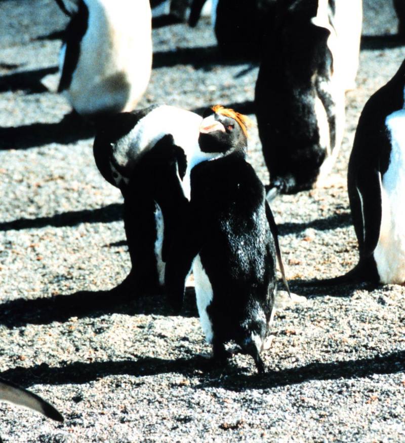 Macaroni Penguin (Eudyptes chrysolophus) {!--마카로니펭귄-->; DISPLAY FULL IMAGE.