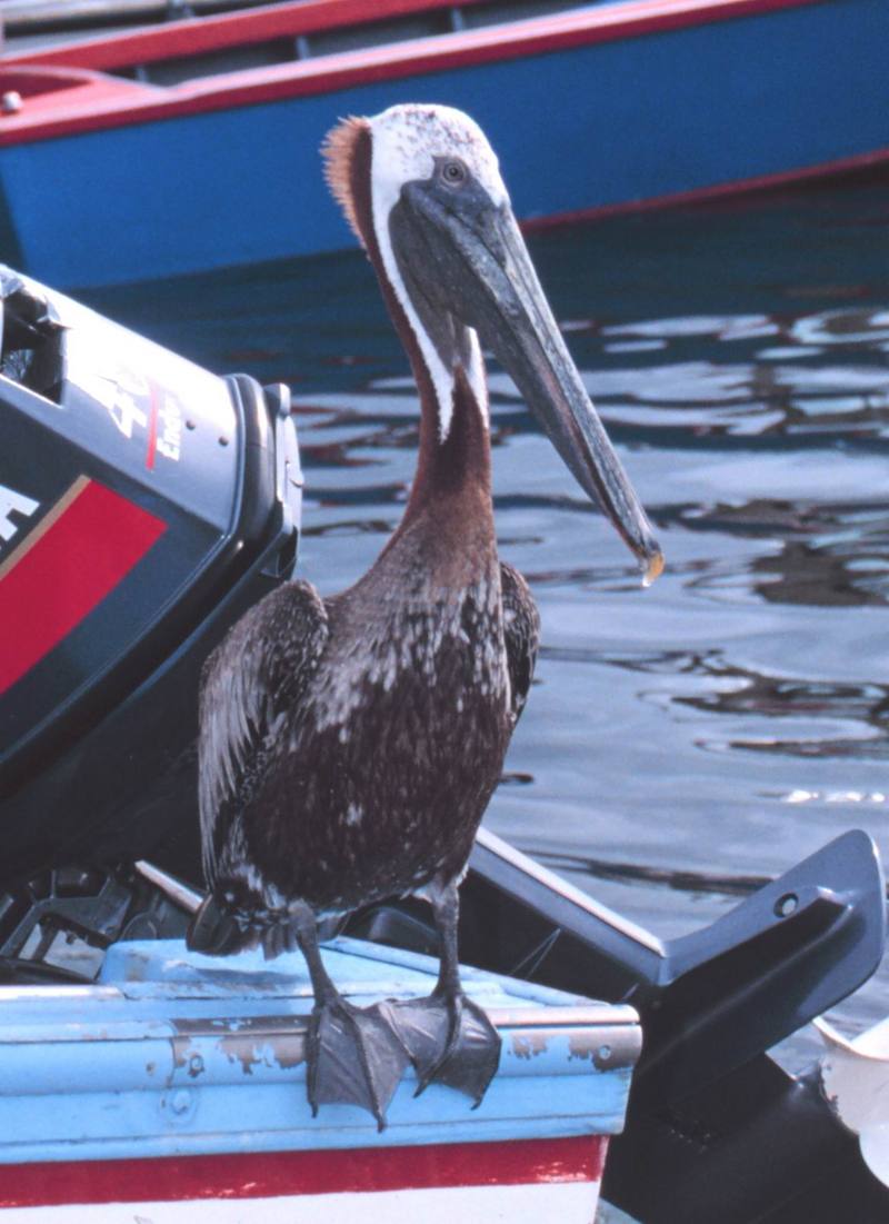Brown Pelican on boat (Pelecanus occidentalis) {!--갈색사다새-->; DISPLAY FULL IMAGE.