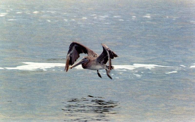 Pelican (Pelecanus sp.) {!--사다새류-->; DISPLAY FULL IMAGE.