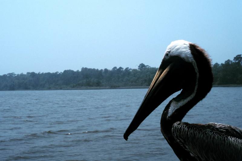 Brown Pelican (Pelecanus occidentalis) {!--갈색사다새-->; DISPLAY FULL IMAGE.