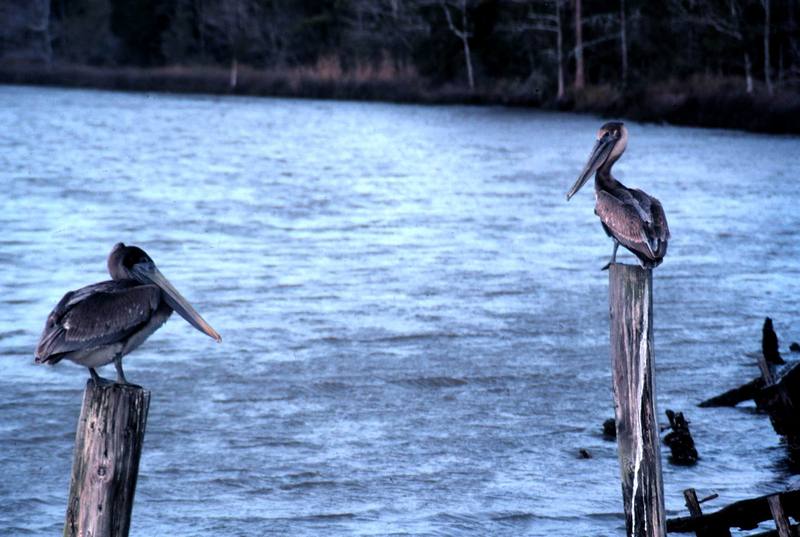 Brown Pelican juveniles (Pelecanus occidentalis) {!--갈색사다새-->; DISPLAY FULL IMAGE.