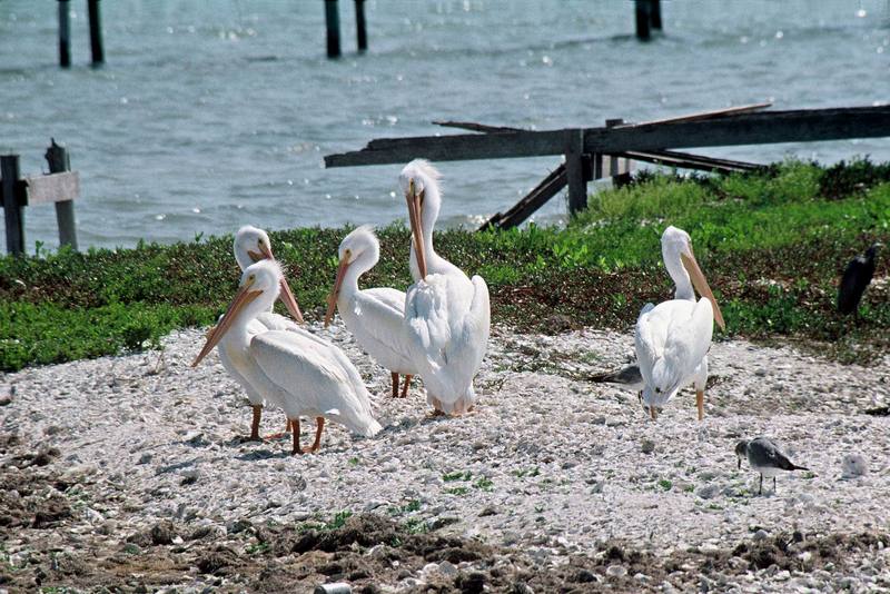 American White Pelican group (Pelecanus erythrorhynchos) {!--아메리카흰사다새-->; DISPLAY FULL IMAGE.