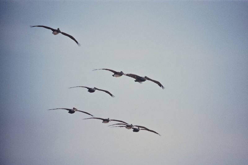 Brown Pelican flock in flight (Pelecanus occidentalis) {!--갈색사다새-->; DISPLAY FULL IMAGE.