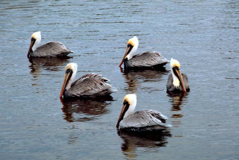 Brown Pelican group (Pelecanus occidentalis) {!--갈색사다새-->; DISPLAY FULL IMAGE.