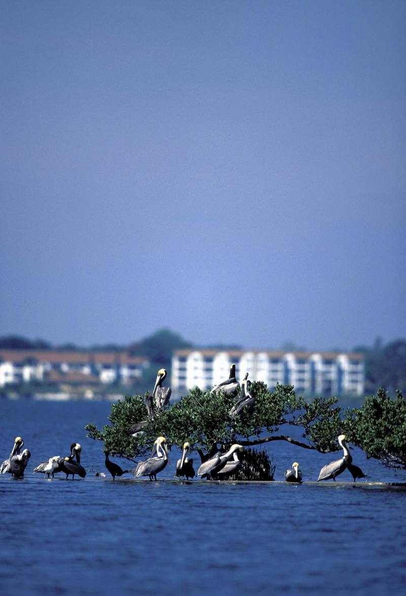 Brown Pelican flock (Pelecanus occidentalis) {!--갈색사다새-->; DISPLAY FULL IMAGE.