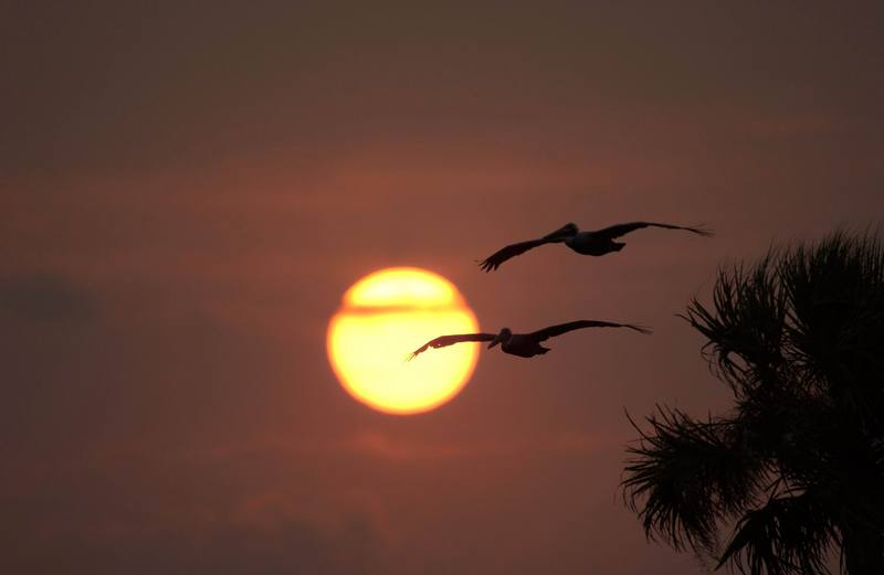 Brown Pelican pair in flight (Pelecanus occidentalis) {!--갈색사다새-->; DISPLAY FULL IMAGE.