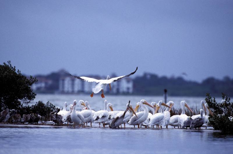 American White Pelican flock (Pelecanus erythrorhynchos) {!--아메리카흰사다새-->; DISPLAY FULL IMAGE.