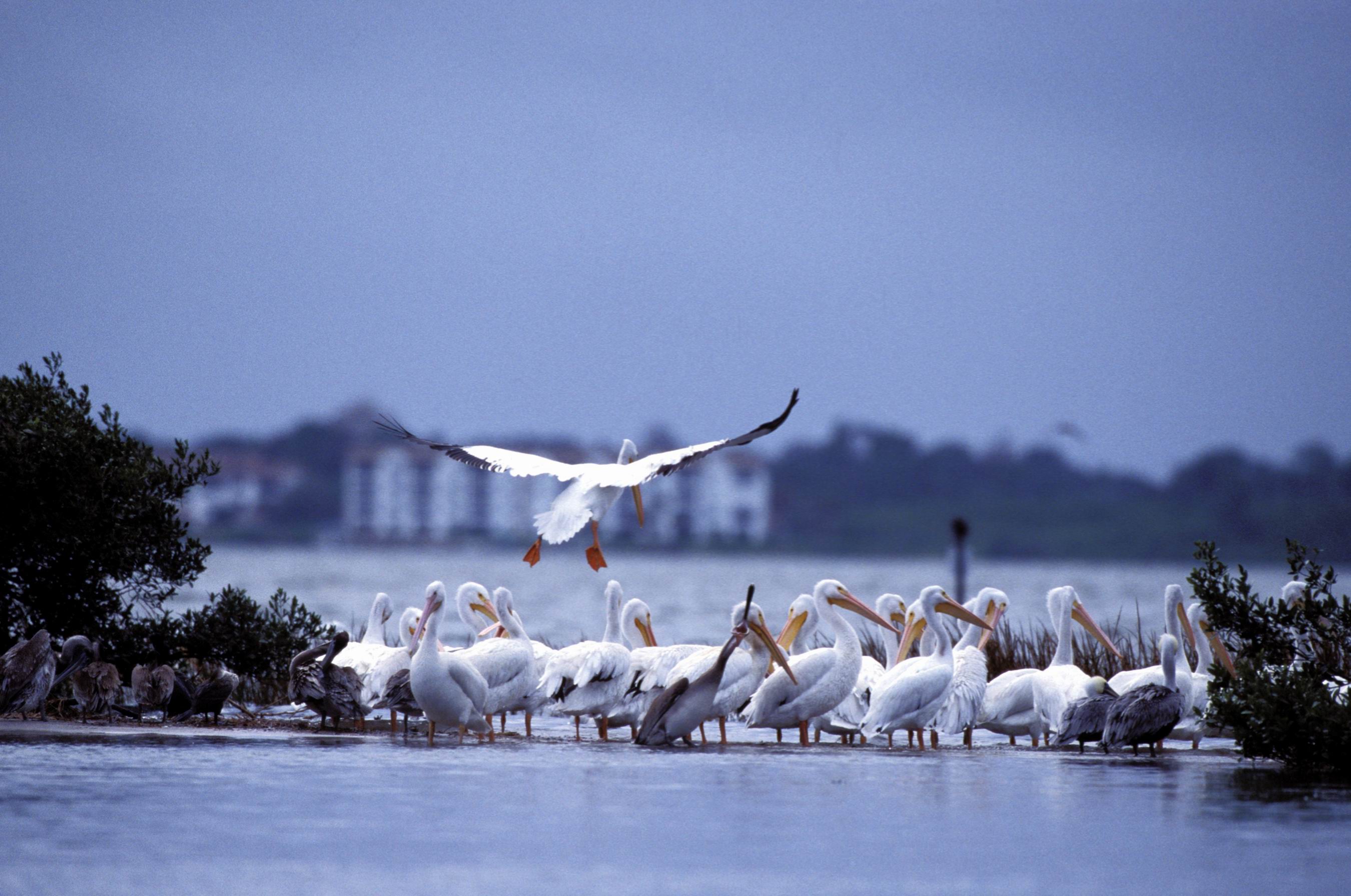 American White Pelican flock (Pelecanus erythrorhynchos) {!--아메리카흰사다새-->; Image ONLY