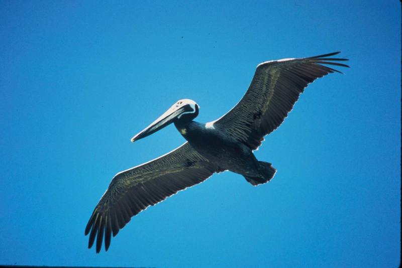 Brown Pelican in flight (Pelecanus occidentalis) {!--갈색사다새-->; DISPLAY FULL IMAGE.